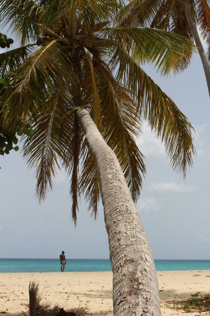 Palm tree on a white sand beach in Barbados with the turquoise Caribbean Sea in the background